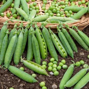 Pois Petit Provençal - BIO - 10 m